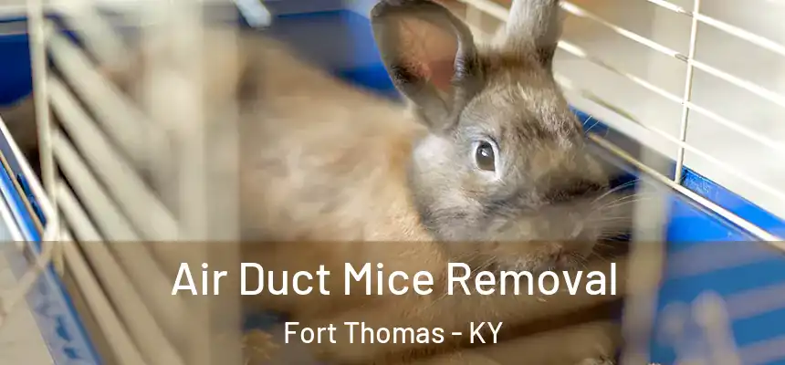  Air Duct Mice Removal Fort Thomas - KY